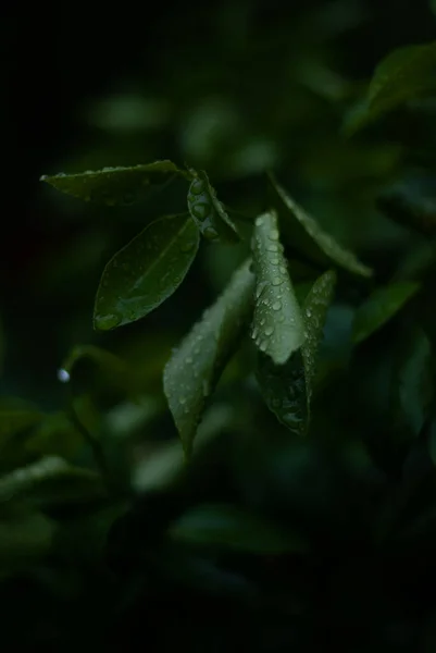 Zielone Liście Kroplami Deszczu — Zdjęcie stockowe