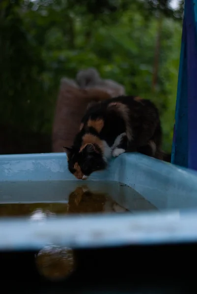 有水的猫在盆上 — 图库照片