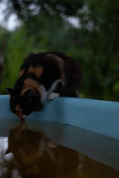 Katze Auf Becken Mit Wasser — Stockfoto