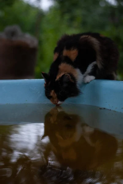 Gato Cuenca Con Agua —  Fotos de Stock