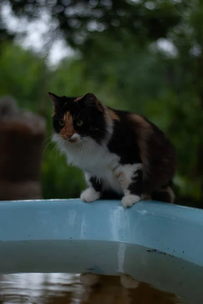 Bahçesinde Olan Bir Kedi — Stok fotoğraf