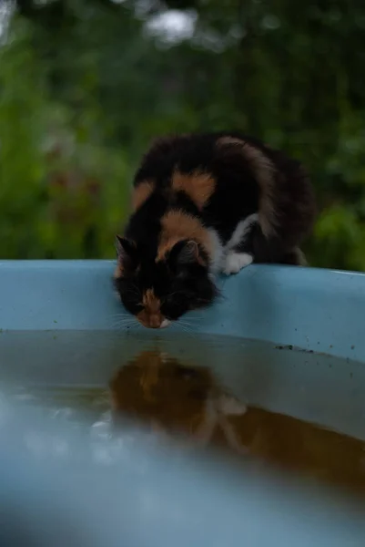 Katze Becken Mit Wasser Garten — Stockfoto