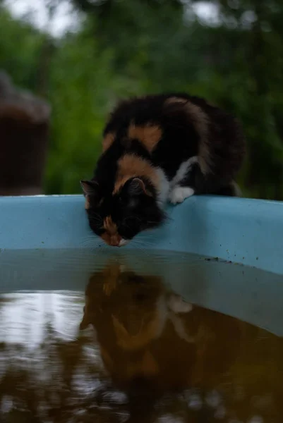 Dolu Leğen Üzerinde Kedi — Stok fotoğraf