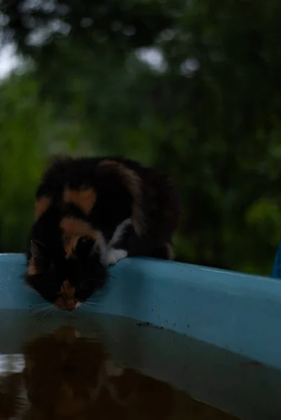 Katze Auf Waschbecken Garten — Stockfoto