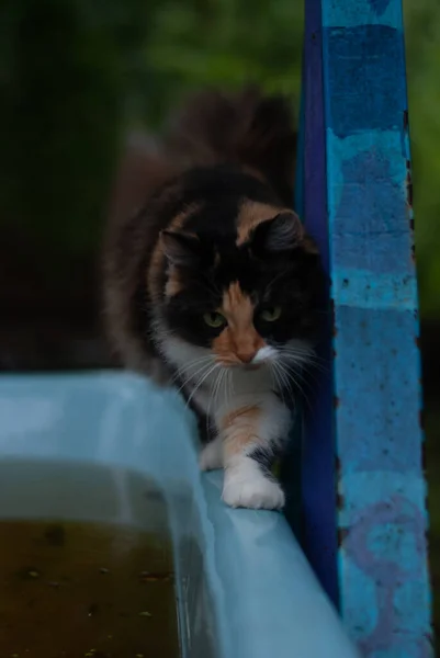 Bahçedeki Leğen Üstünde Kedi — Stok fotoğraf