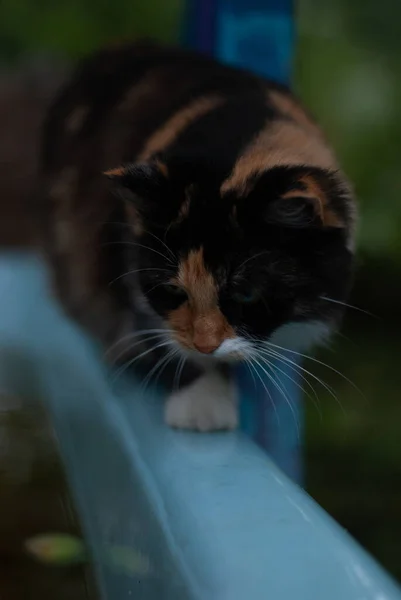 Kucing Cekungan Dengan Air Taman — Stok Foto