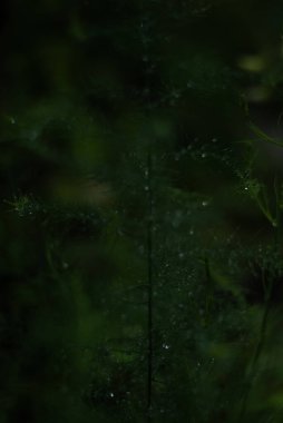 Bokeh efektli soyut arkaplan