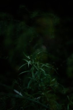 Bokeh efektli soyut arkaplan