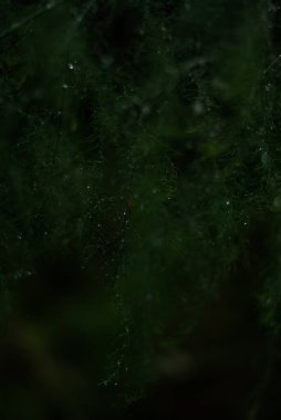 Bokeh efektli soyut arkaplan