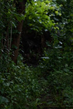 Yazın bahçeye bak.