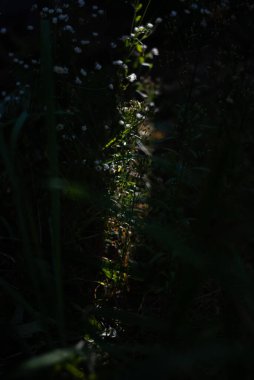 Parktaki güzel yeşil orman