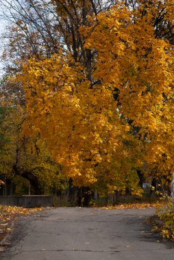 Renkli ağaçlarla dolu sonbahar manzarası