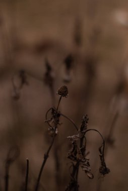 Güzel botanik fotoğrafı, doğal duvar kağıdı.