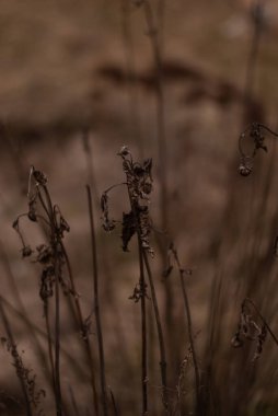 tarladaki kuru otlar