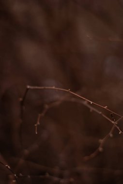 Güzel, kahverengi ve beyaz bir çikolatanın yakın çekimi.