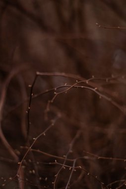 Bir ağaç dalını kapat