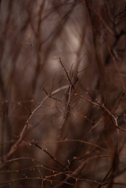 Bir ağaç dalının yakın plan çekimi.