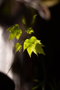 Ağaçtaki yeşil yapraklar, bitki örtüsü