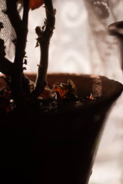 Kırmızı elbiseli genç bir adamın siyah beyaz fotoğrafı.