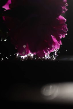 su damlaları içinde pembe Şakayık