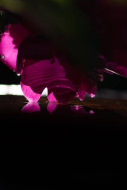 Güneş ışığı ve suda pembe şakayık çiçeği