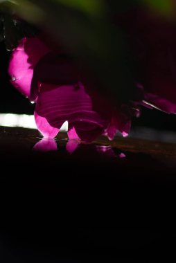 Suyun üzerinde pembe şakayık çiçeği