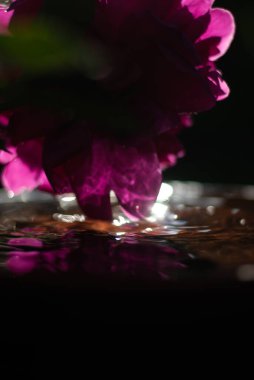 Güneş ışığında pembe şakayık