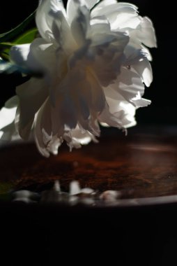 Güneş ışığında beyaz şakayık çiçeği