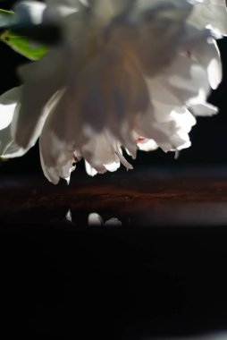 Güneş ışığında beyaz şakayık çiçeği