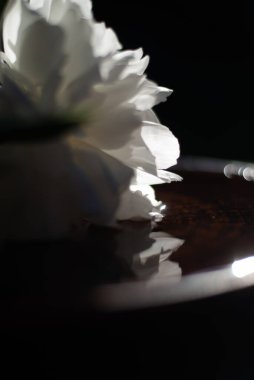 Güneş ışığında beyaz şakayık çiçeği