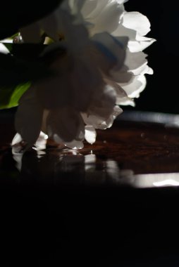 Güneş ışığında beyaz şakayık çiçeği