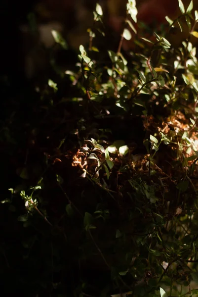 Güneş ışığında bitkileri kapatın.