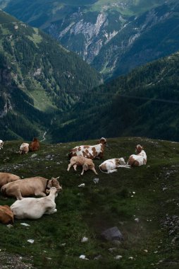 Dağlarda at sürüsü.