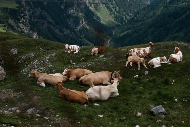 cows in mountains and mountain landscape, italy