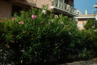 Güzel botanik fotoğrafı, doğal duvar kağıdı.