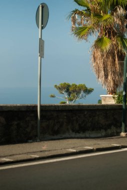 Palmiye ağaçları olan cadde manzarası