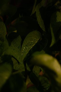 Güzel botanik fotoğrafı, doğal duvar kağıdı. 