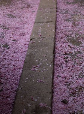 Yerde pembe kiraz çiçekleri var. Bahar çiçekleri Pembe sakura. Sakura çiçekleri. pembe sakura. 