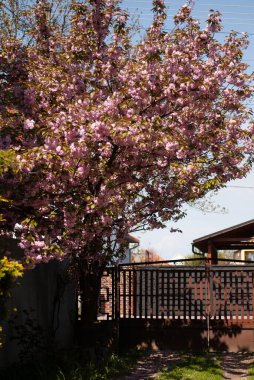Güneş ışığında mavi ağacın arka planında pembe sakura çiçekleri olan dalın kapağını kapat.