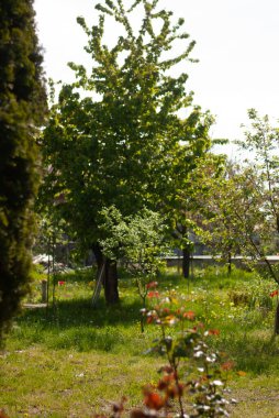 Parkın güzel manzarası