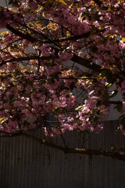 güzel pembe sakura çiçekler