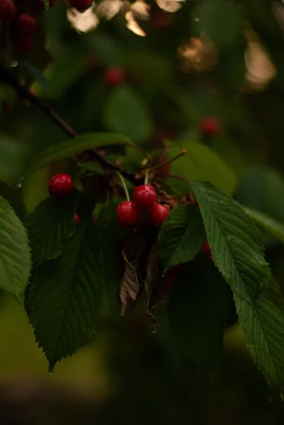 緑の葉を持つ木の茂みの熟した赤い果実 — ストック写真
