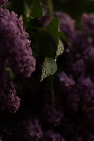Primer Plano Plano Flores Púrpuras —  Fotos de Stock