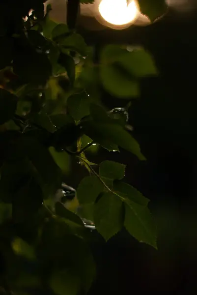 Зеленые Листья Флора Листва — стоковое фото
