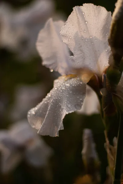 Красивый Белый Цветок Саду — стоковое фото