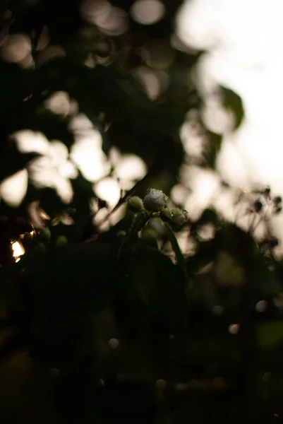 Зелене Листя Листя Флори — стокове фото