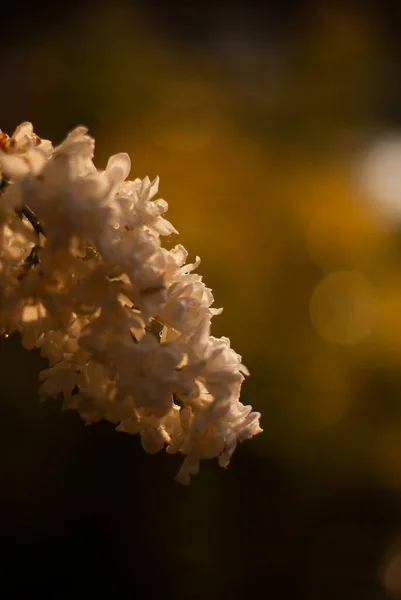 Egy Közeli Kép Egy Fehér Sárga Virágok Egy Vázában Homályos — Stock Fotó