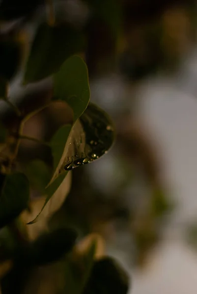 Капли Росы Листья — стоковое фото