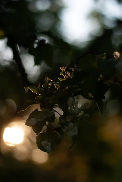 Mooi Botanisch Schot Natuurlijk Behang — Stockfoto