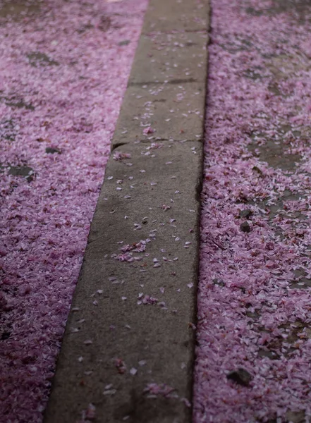 地面にピンクの桜が咲いています 春の花 ピンクの桜 桜の花 ピンク桜 — ストック写真